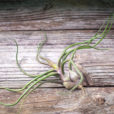 Tillandsia Bulbosa "Belize"