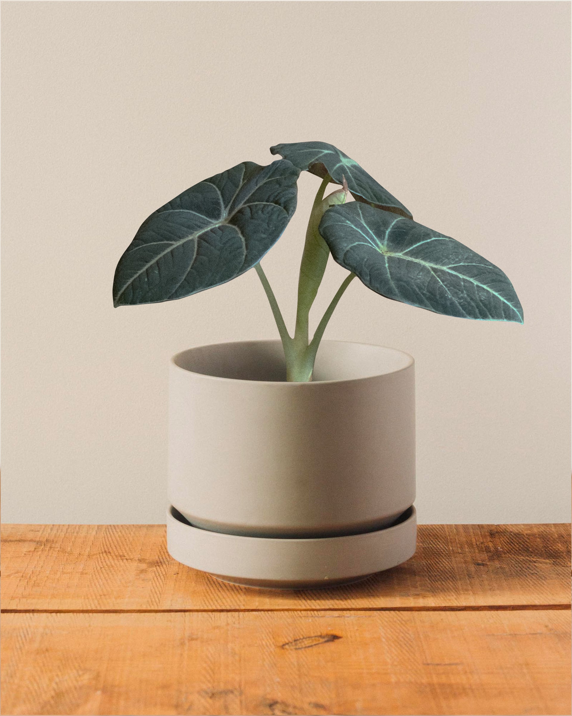 elephant ear plant black velvet Rare* Alocasia 'Black Velvet' – Glasswing