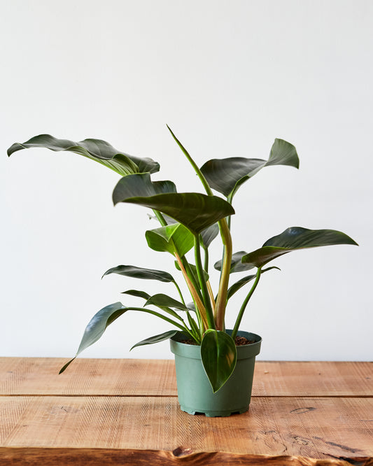 philodendron congo plant Philodendron tatei, "Congo Green" – Glasswing