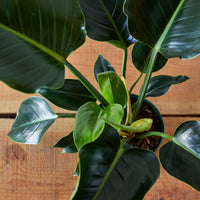 green congo philodendron height Philodendron tatei, "Congo Green" – Glasswing