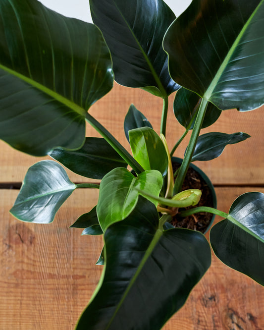 Philodendron tatei, "Congo Green"