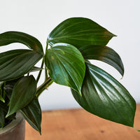philodendron decursiva Rhaphidophora decursiva, "Creeping Philodendron" – Glasswing