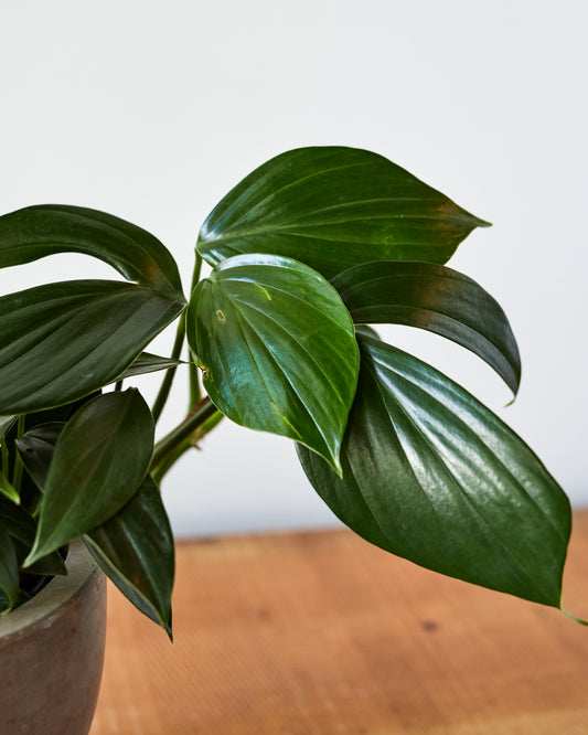 philodendron rhaphidophora Rhaphidophora decursiva, "Creeping Philodendron" – Glasswing