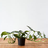 creeping philodendron Rhaphidophora decursiva, "Creeping Philodendron" – Glasswing