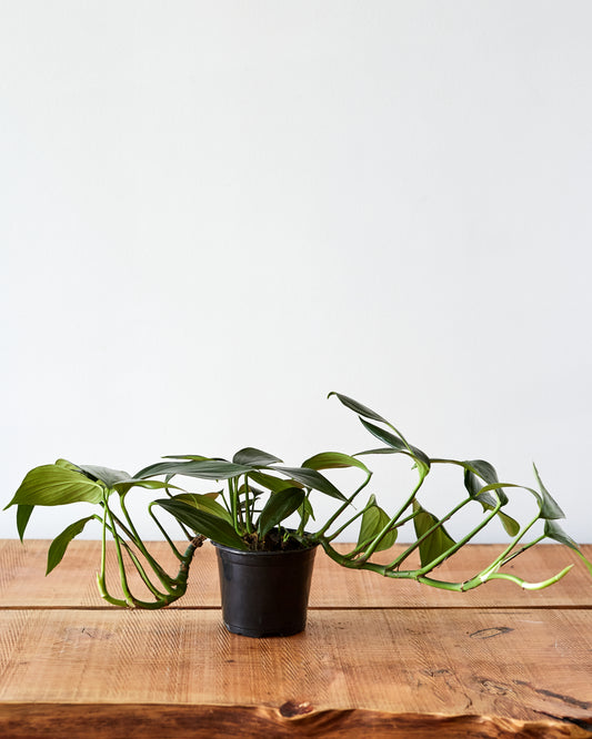 rhaphidophora philodendron Rhaphidophora decursiva, "Creeping Philodendron" – Glasswing