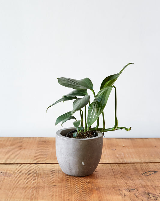 hydrosis philodendron Rhaphidophora decursiva, "Creeping Philodendron"