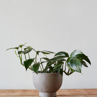 Rhaphidophora decursiva, "Creeping Philodendron"