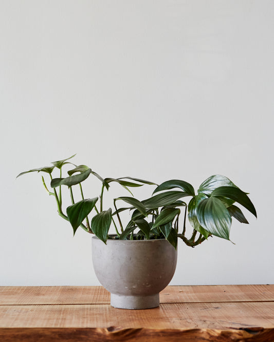 philodendron buy india Rhaphidophora decursiva, "Creeping Philodendron"
