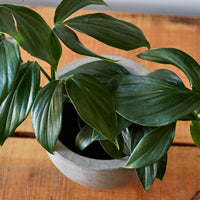 Rhaphidophora decursiva, "Creeping Philodendron"