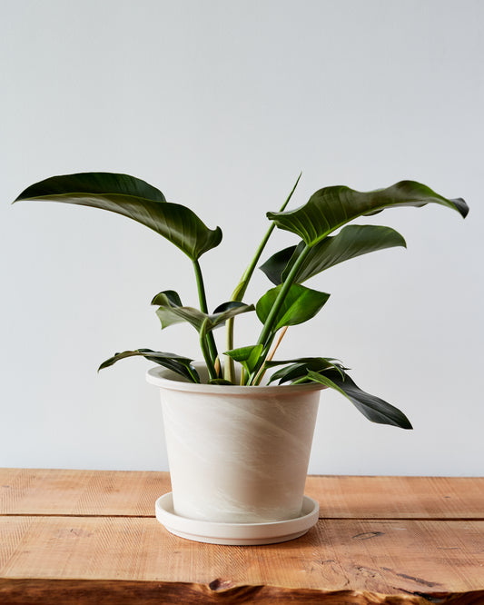 tan plant pot Granite Pot, Tan – Glasswing