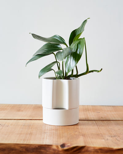 Jett Pot, White