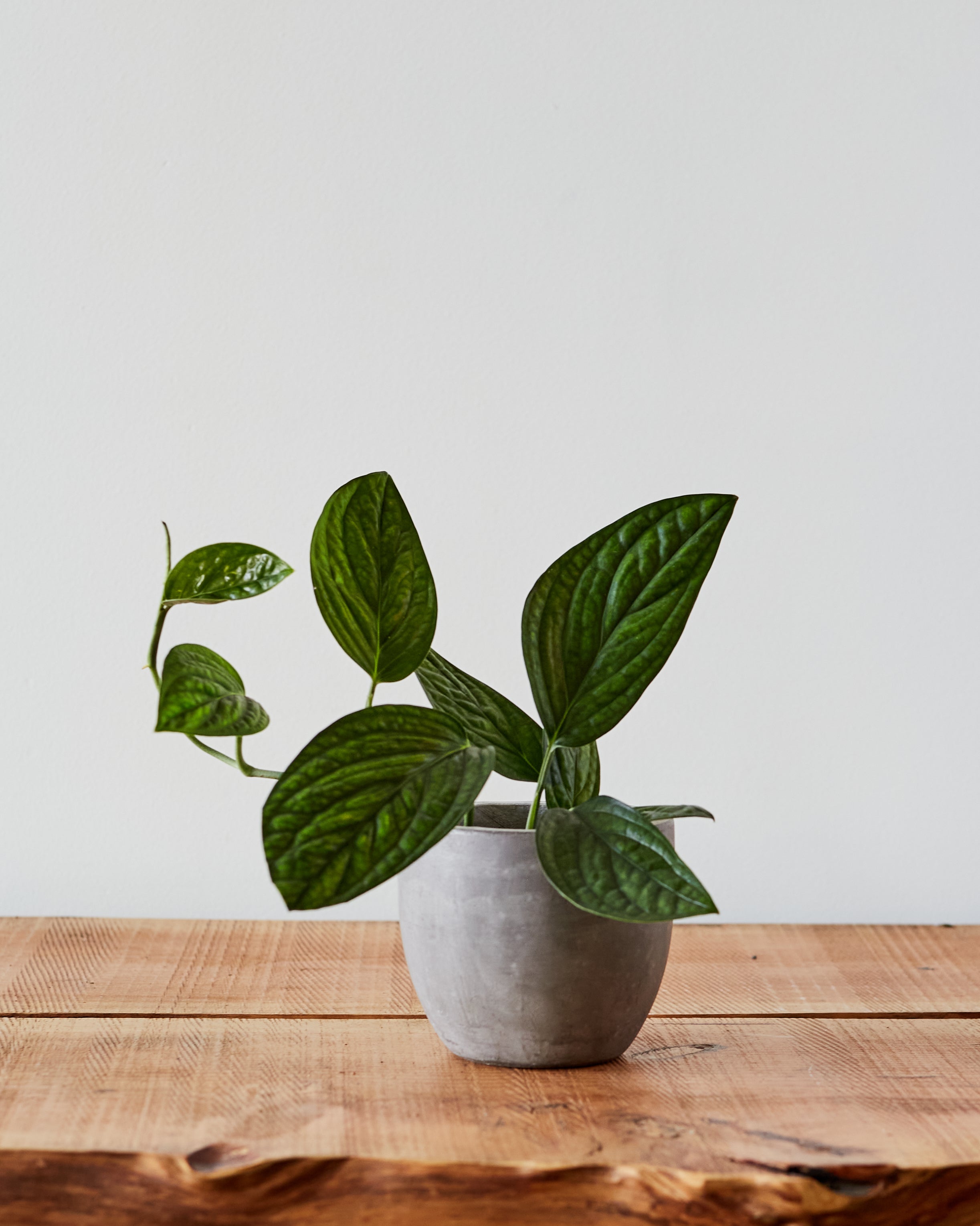 Monstera karstenianum, 'Peru' – Glasswing