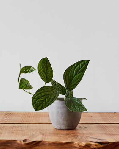 Monstera karstenianum, 'Peru'