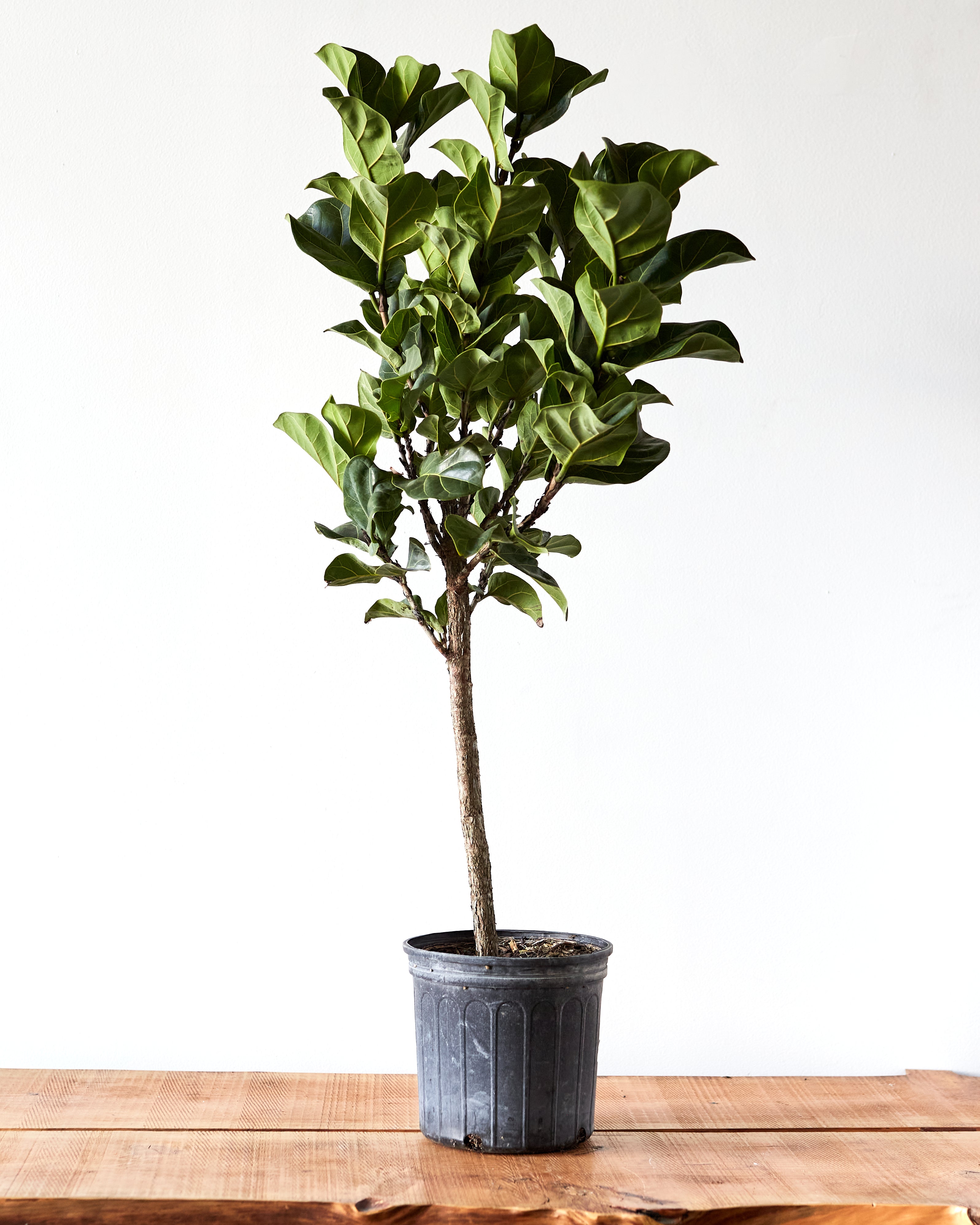 Ficus lyrata 'Little Fiddle' Tree, Fiddle Leaf Fig – Glasswing