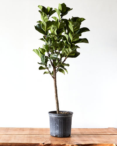 Ficus lyrata 'Little Fiddle' Tree, Fiddle Leaf Fig