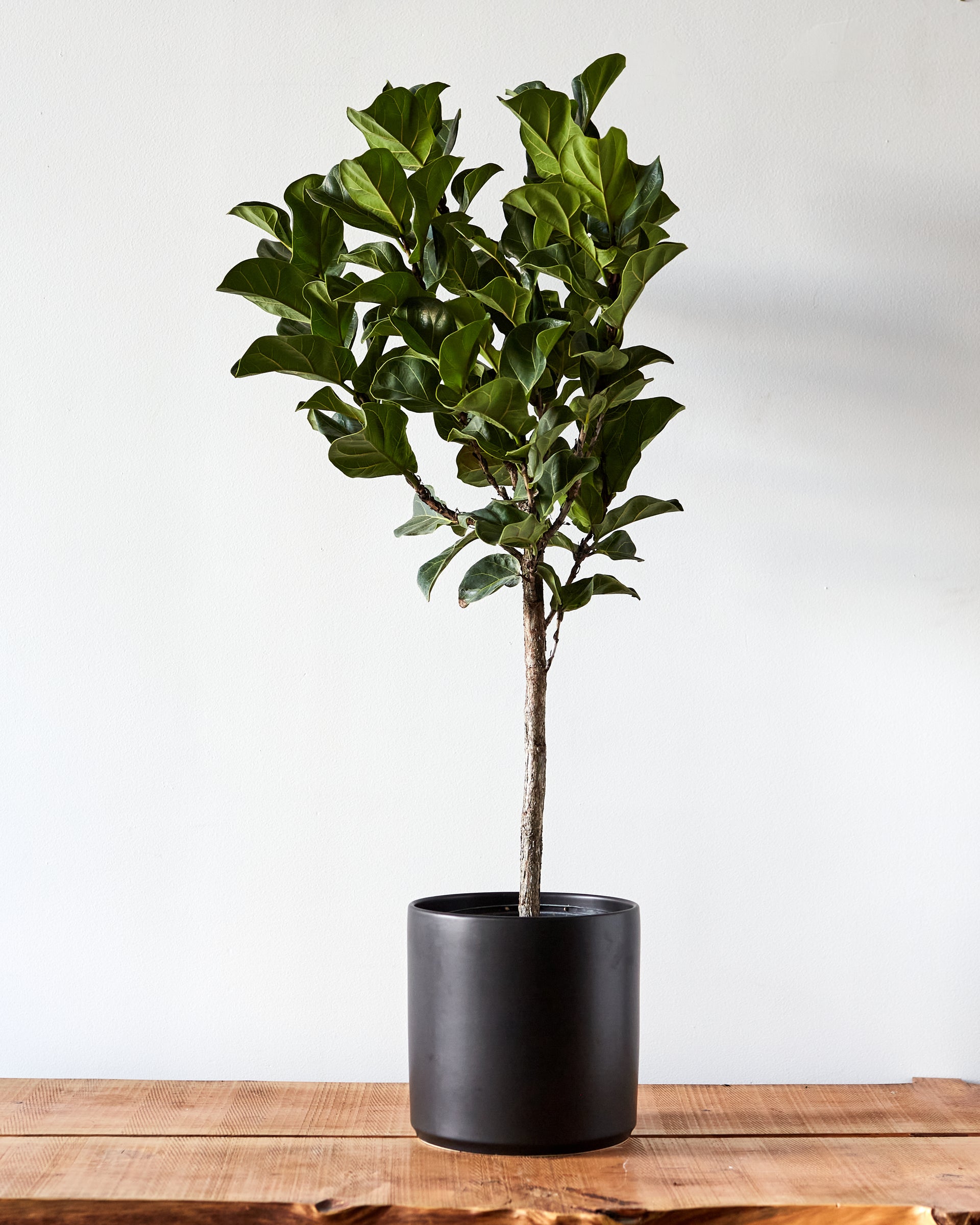 faux fiddle leaf fig tree small Ficus lyrata 'Little Fiddle' Tree, Fiddle Leaf Fig – Glasswing