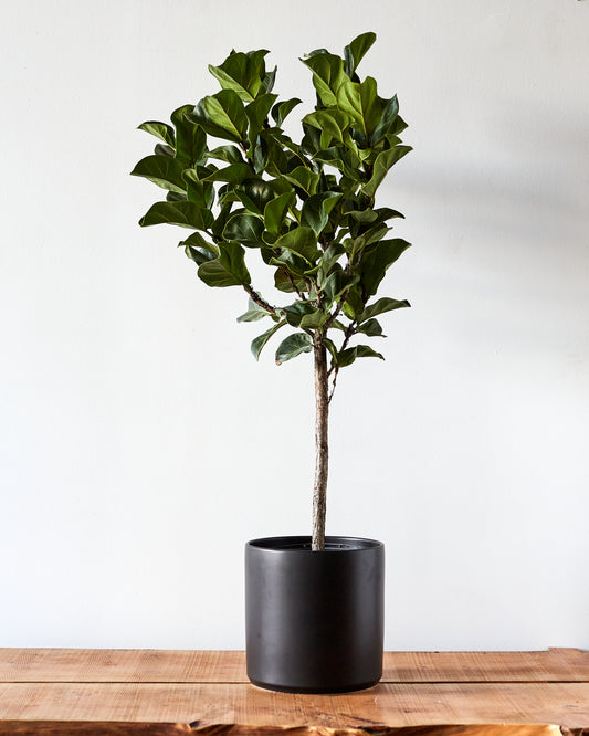 fiddle leaf fig black pot Ficus lyrata 'Little Fiddle' Tree, Fiddle Leaf Fig – Glasswing