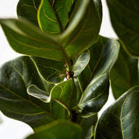 Ficus lyrata 'Little Fiddle' Tree, Fiddle Leaf Fig