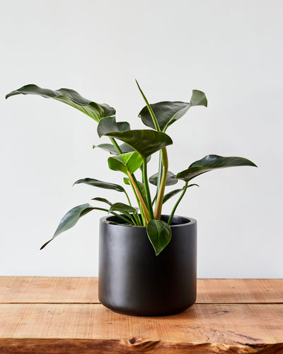 Lorimer Planter, Black