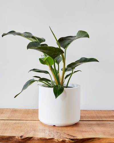 Lorimer Planter, White