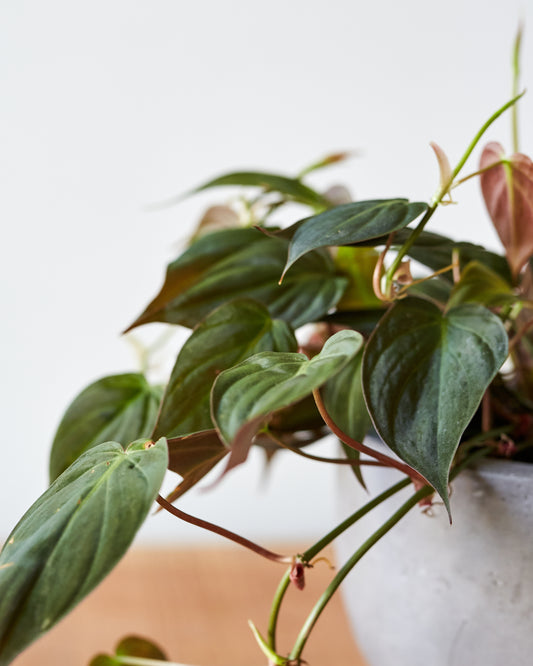 philodendron micans 中文 Philodendron micans, "Velvet Leaf Philodendron" – Glasswing