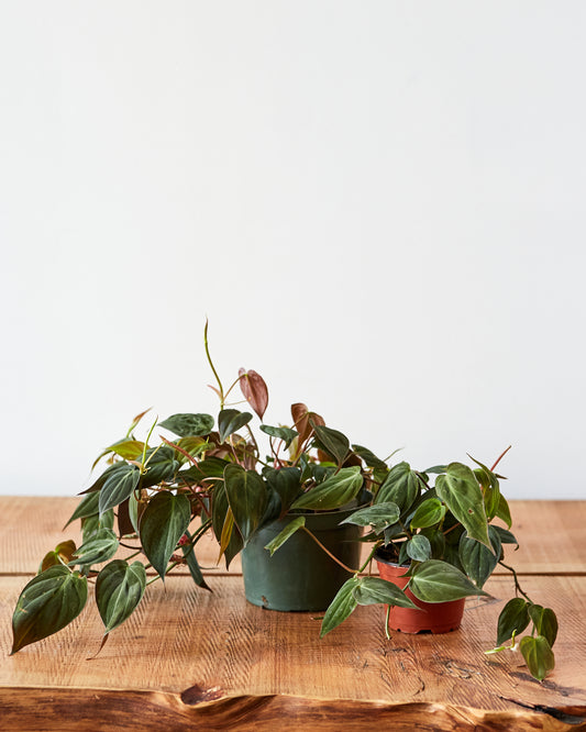 philodendron micans lowes Philodendron micans, "Velvet Leaf Philodendron" – Glasswing