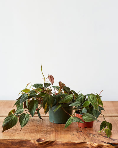 Philodendron micans, "Velvet Leaf Philodendron"