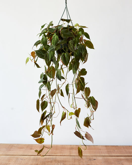 velvety philodendron Philodendron micans, "Velvet Leaf Philodendron"