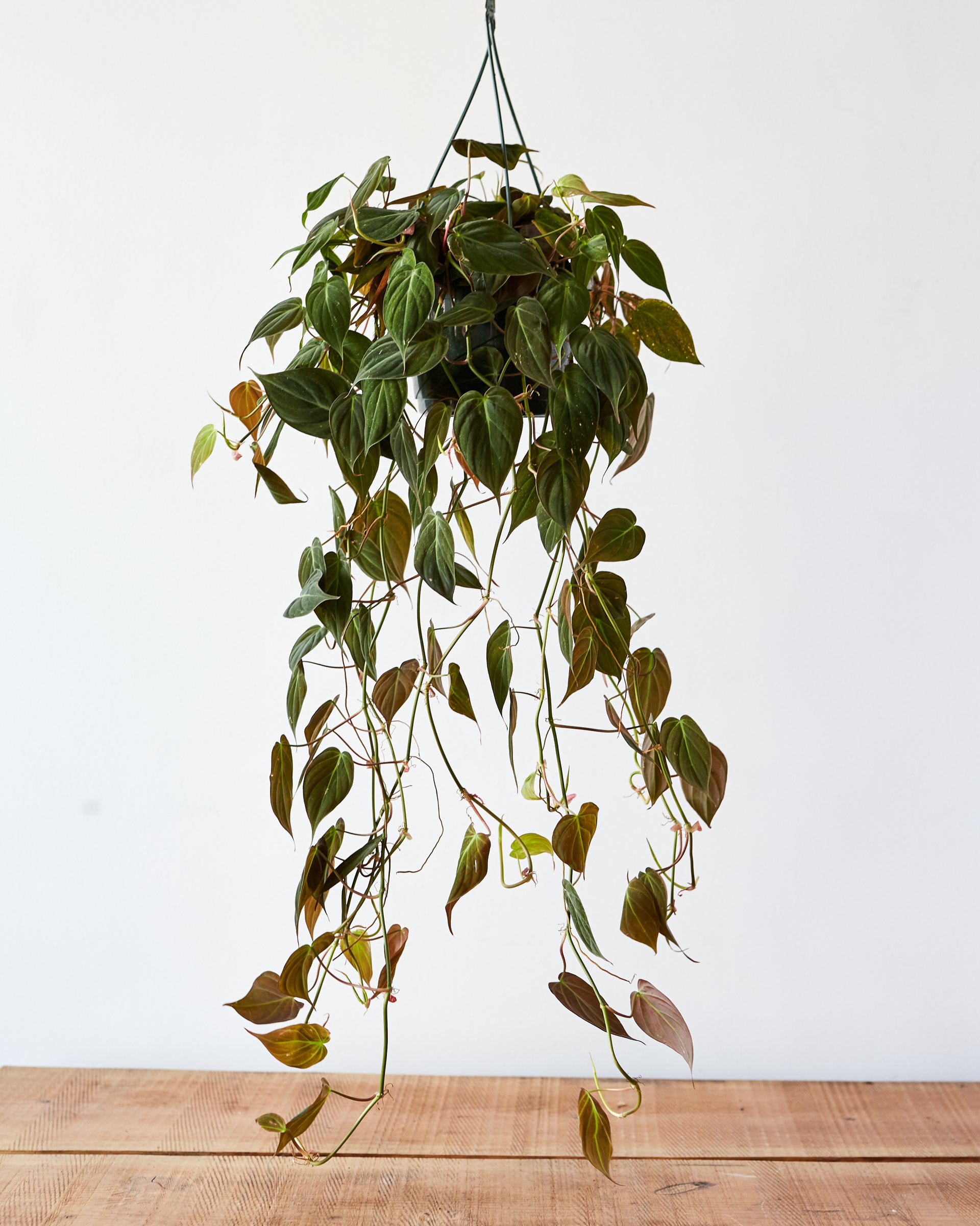 Philodendron micans, 