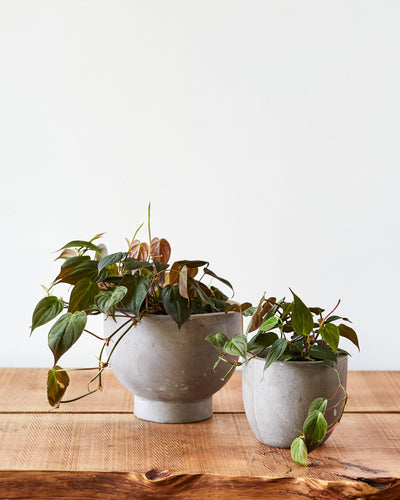 Philodendron micans, "Velvet Leaf Philodendron"