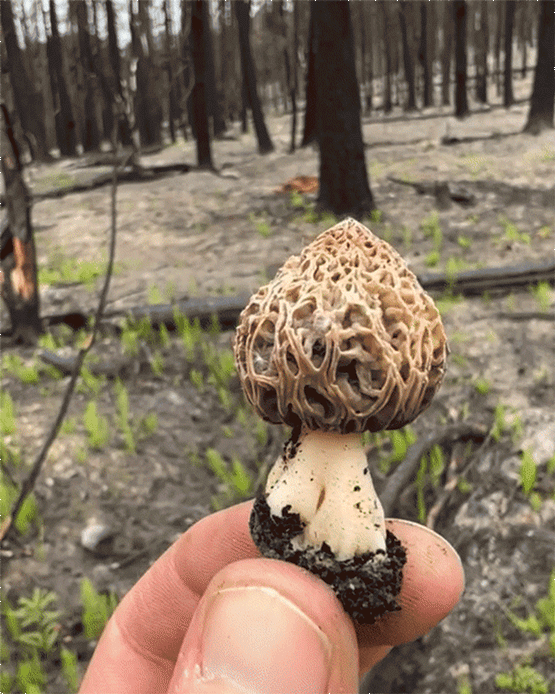 Intro to Mushrooms