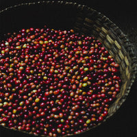 A Taste of Burundi, Stamp Act Coffee Tasting Workshop