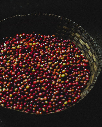 A Taste of Burundi, Stamp Act Coffee Tasting Workshop