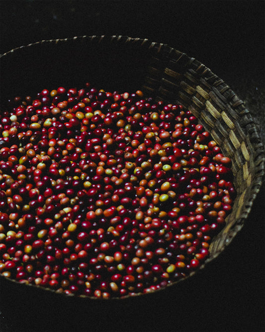 A Taste of Burundi, Stamp Act Coffee Tasting Workshop