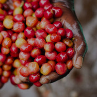 A Taste of Burundi, Stamp Act Coffee Tasting Workshop